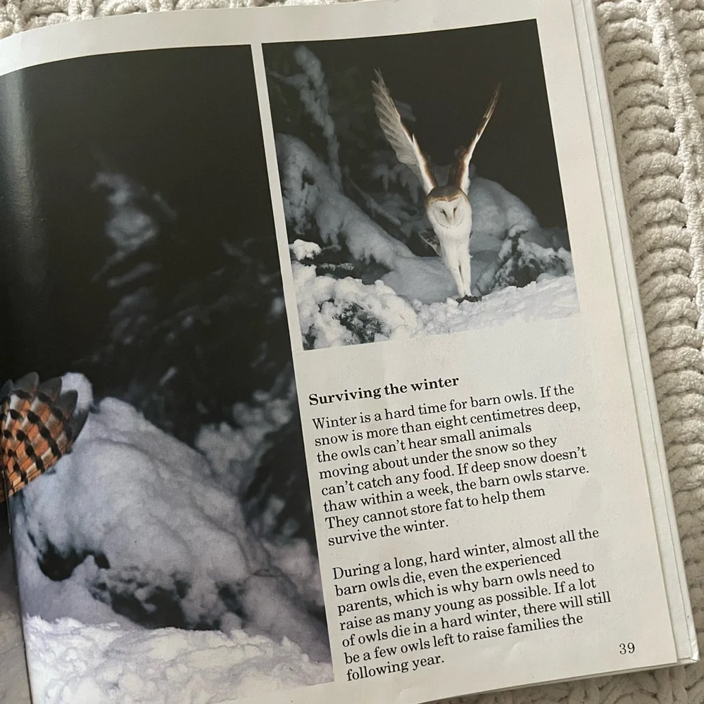 🦉”A Family of Owls” Vintage Children’s Picture Book with Color Photographs🦉 - Picture 6 of 15